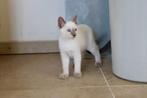 Prachtig siamees thai kitten, Dieren en Toebehoren, Katten en Kittens | Raskatten | Korthaar, Kater, Gechipt, 0 tot 2 jaar