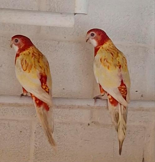 2 rubino rosella poppen van 2024 met DNA Certificaat, Animaux & Accessoires, Oiseaux | Perruches & Perroquets, Perruche, Femelle