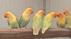 Fischeri fallow turquoise en blauw opaline 2024, Dieren en Toebehoren