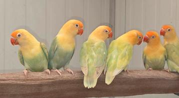Fischeri fallow turquoise en blauw opaline 2024  beschikbaar voor biedingen