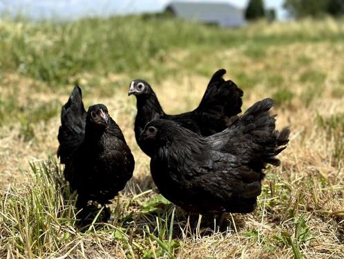 Jonge tamme Australorp krielkippen hennen gesekst en ingeënt, Animaux & Accessoires, Volatiles, Poule ou poulet, Femelle