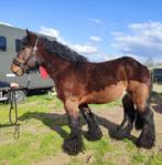Trekpaard- 5 jaar - dubbel-en enkelspan, Dieren en Toebehoren, Paarden, 175 cm of meer, Gechipt, Ruin, 3 tot 6 jaar