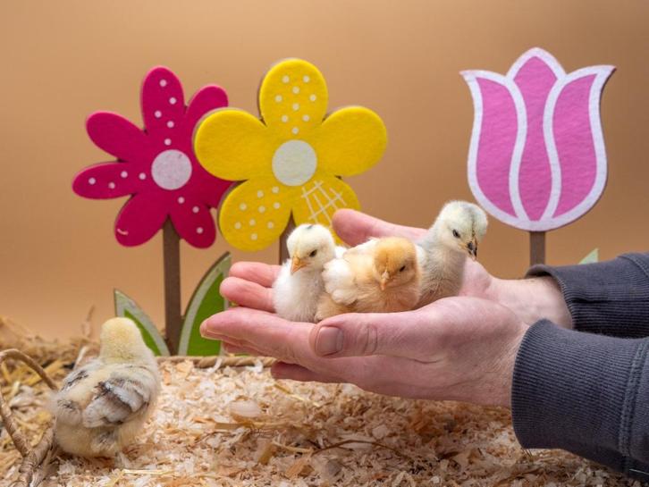 Cochin kriel kuikens hennetjes gesekst, ingeënt, veel kleur, Dieren en Toebehoren, Pluimvee, Kip, Vrouwelijk