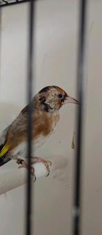 Mâle Chardonneret parva 155€, Enlèvement