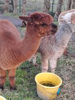 Wegens omstandigheden te koop: alpaca's, Dieren en Toebehoren, Overige Dieren