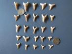 Geweldig pakket van 25 haaientanden - Carcharodon, Verzamelen, Mineralen en Fossielen, Ophalen of Verzenden, Fossiel