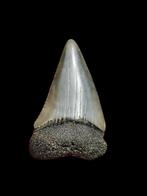 Belle dent de carcharodon carcharias (requin blanc) de 5,6 c, Enlèvement ou Envoi, Fossile