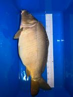 Spiegelkarper - 7.5 kg - 60 cm, Dieren en Toebehoren