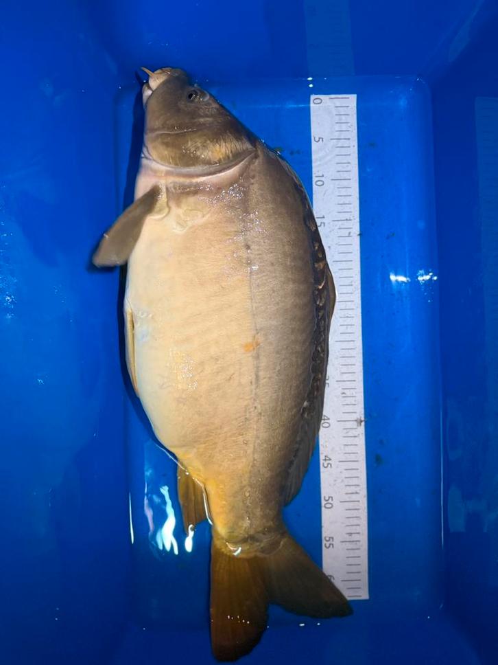 Spiegelkarper - 7.5 kg - 60 cm, Dieren en Toebehoren, Vissen | Vijvervissen