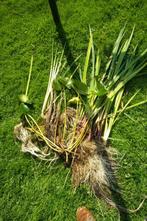 Waterplanten gratis, Tuin en Terras, Ophalen