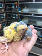 Geel blauw dwergpapegaai, Dieren en Toebehoren, Vogels | Parkieten en Papegaaien