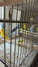 Jonge Grasparkieten (Nieuwe Openingstijden) Winkel & Webshop, Dieren en Toebehoren, Vogels | Parkieten en Papegaaien