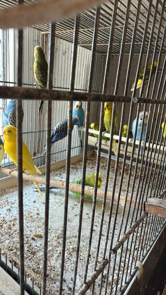 Jonge Grasparkieten (Nieuwe Openingstijden) Winkel & Webshop, Dieren en Toebehoren, Vogels | Parkieten en Papegaaien