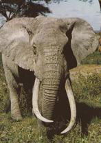 AFRIKAANSE  OLIFANT, Verzamelen, Postkaarten | Dieren, Verzenden, 1980 tot heden, Gelopen, Wild dier