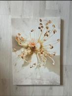 İkea Bloemportret, Ophalen, Nieuw