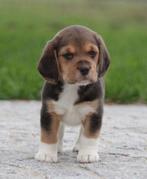 Beagle pups, België, Beagle, CDV (hondenziekte), 8 tot 15 weken