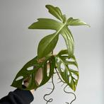 2x monstera adansonii aurea + philodendron florida green/gho, Maison & Meubles, Plantes d'intérieur, Enlèvement