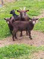 2 jonge mooie bokjes, Dieren en Toebehoren, Schapen, Geiten en Varkens