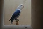 Agapornis Fisherie - Blauw opaline euwing - pop, Dieren en Toebehoren, Vrouwelijk, Dwergpapegaai of Agapornis
