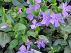 Vinca minor, Ophalen