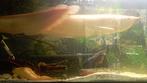 Gros fish, Dieren en Toebehoren, Vissen | Aquariumvissen, Vis, Zoetwatervis