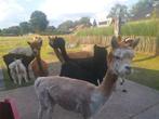 Alpaca wol, Dieren en Toebehoren, Januari, Meerdere dieren
