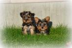 Yorkshire Terrier pups, Dieren en Toebehoren, Yorkshire Terriër, België, Reu, CDV (hondenziekte)