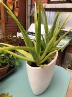 Mini forêt Aloe Vera en cache pot design, Ombre partielle, En pot, Enlèvement, Plante succulente