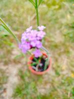 Verbena, Ijzerhard, Ophalen