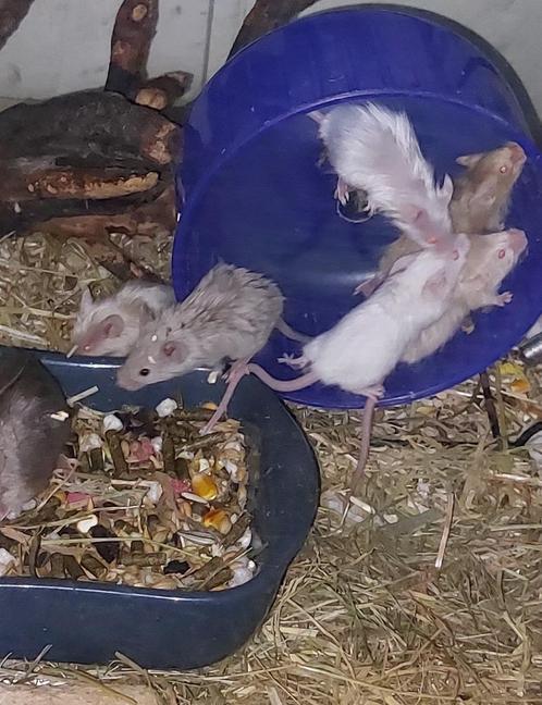 MUISJES! Satijn, langharig, Rex, combo's., Dieren en Toebehoren, Knaagdieren, Vrouwelijk, Muis, Tam