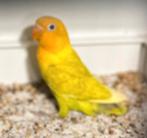 Yellowface pastel fischeri man split opaline, Dwergpapegaai of Agapornis