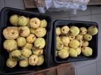 Kweeperen (100% bio), Tuin en Terras, Planten | Fruitbomen, Ophalen, Perenboom