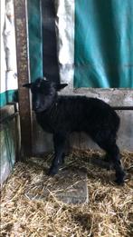 kruising Hebridean / Ouessant ramlam, Dieren en Toebehoren, Schapen, Geiten en Varkens, Mannelijk, Schaap, 0 tot 2 jaar