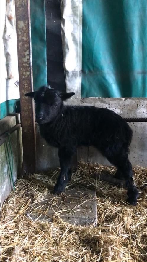 kruising Hebridean / Ouessant ramlam, Dieren en Toebehoren, Schapen, Geiten en Varkens, Schaap, Mannelijk, 0 tot 2 jaar
