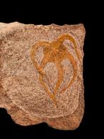 3) Fossielen Slangenster uit marokko 13,5 cm., Verzamelen, Ophalen of Verzenden, Fossiel