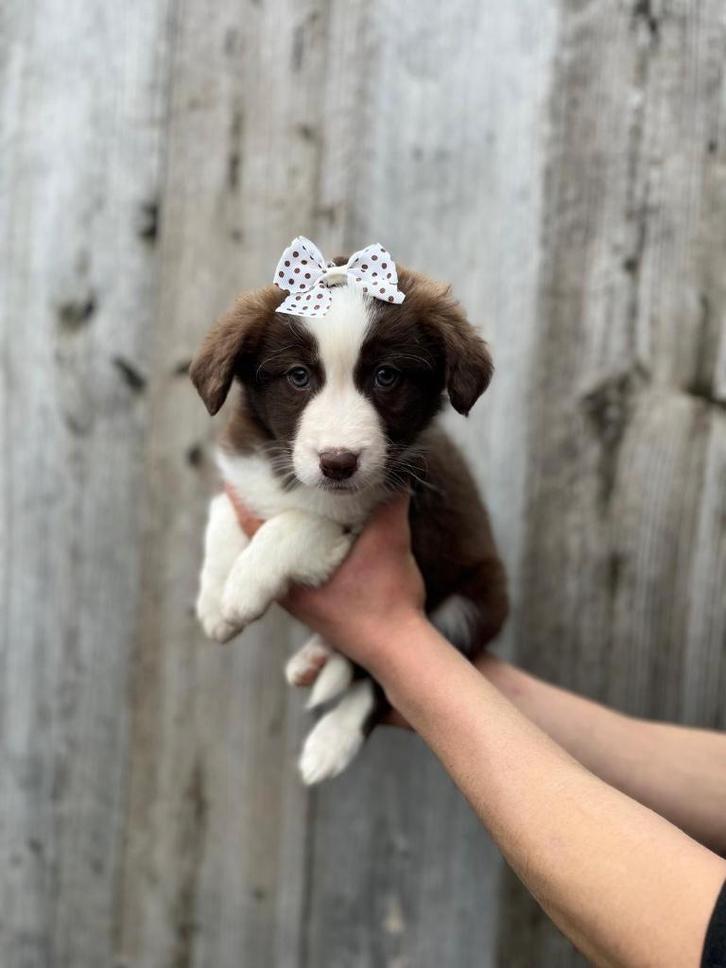 Chiots Sweet Border Collie, Animaux & Accessoires, Chiens | Bergers & Bouviers, Plusieurs animaux, Colley, Éleveur | Professionnel