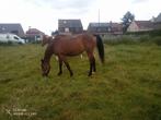 Mooie lieve draver merrie ., Dieren en Toebehoren, Paarden, Merrie