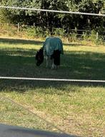 Kinderpony - ruin, Dieren en Toebehoren, 1 paard of pony