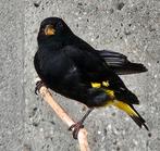Zwarte sijs man '24, Dieren en Toebehoren, Vogels | Kanaries