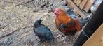 Kippen te koop, Dieren en Toebehoren