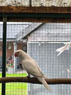 Halsbandparkiet albino, Dieren en Toebehoren, Vogels | Parkieten en Papegaaien