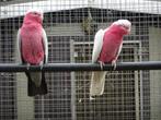 rose kaketoe, Dieren en Toebehoren, Meerdere dieren, Papegaai, Geringd