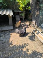 2 poules chabo Nagazaki, Animaux & Accessoires, Volatiles