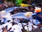 Japonica garnalen, Dieren en Toebehoren, Vissen | Aquariumvissen