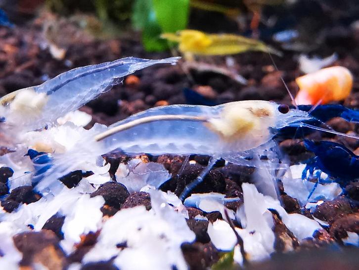 Japonica garnalen, Dieren en Toebehoren, Vissen | Aquariumvissen