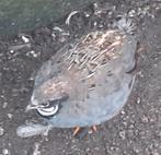 Gratis mannetje chinese dwergkwartel natuurbroed, Mâle, Oiseau tropical