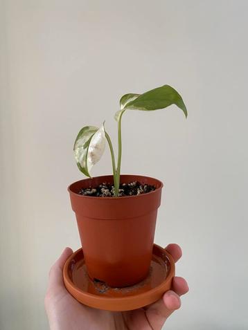 WHITE LAVA Monstera ️ beschikbaar voor biedingen