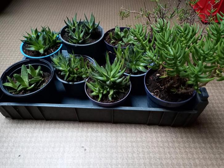 Vetplanten, Maison & Meubles, Plantes d'intérieur, Enlèvement