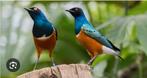 Koppel 3 kleuren glanspreeuwen, Dieren en Toebehoren, Vogels | Overige Vogels, Geringd