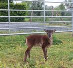 Soay ooi lammetje 4/5/2025, Dieren en Toebehoren, Vrouwelijk, Schaap, 0 tot 2 jaar